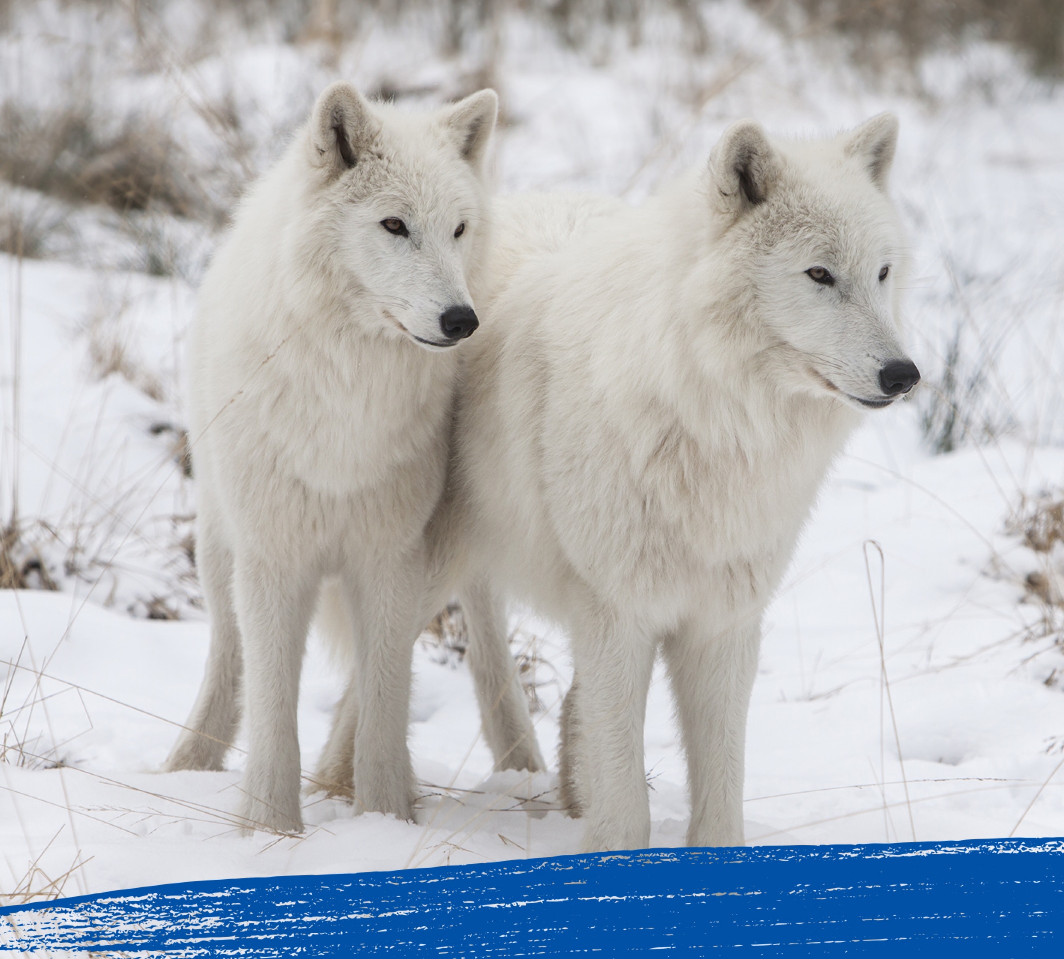 Twee poolwolven starend naar iets