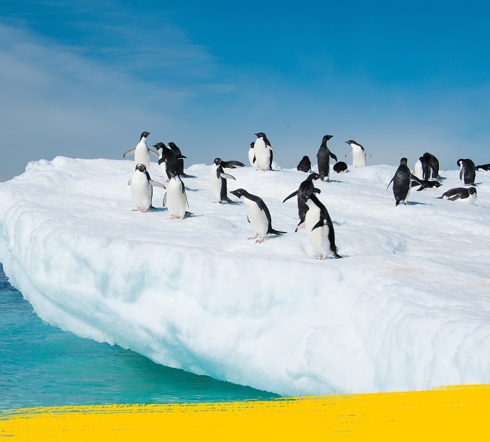 Colonie de manchots sur un glacier