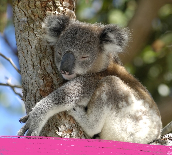 Een koala die een boom knuffelt in zijn natuurlijke habitat in Australië