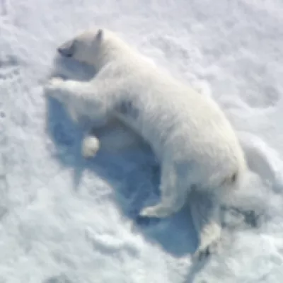 Polar bears