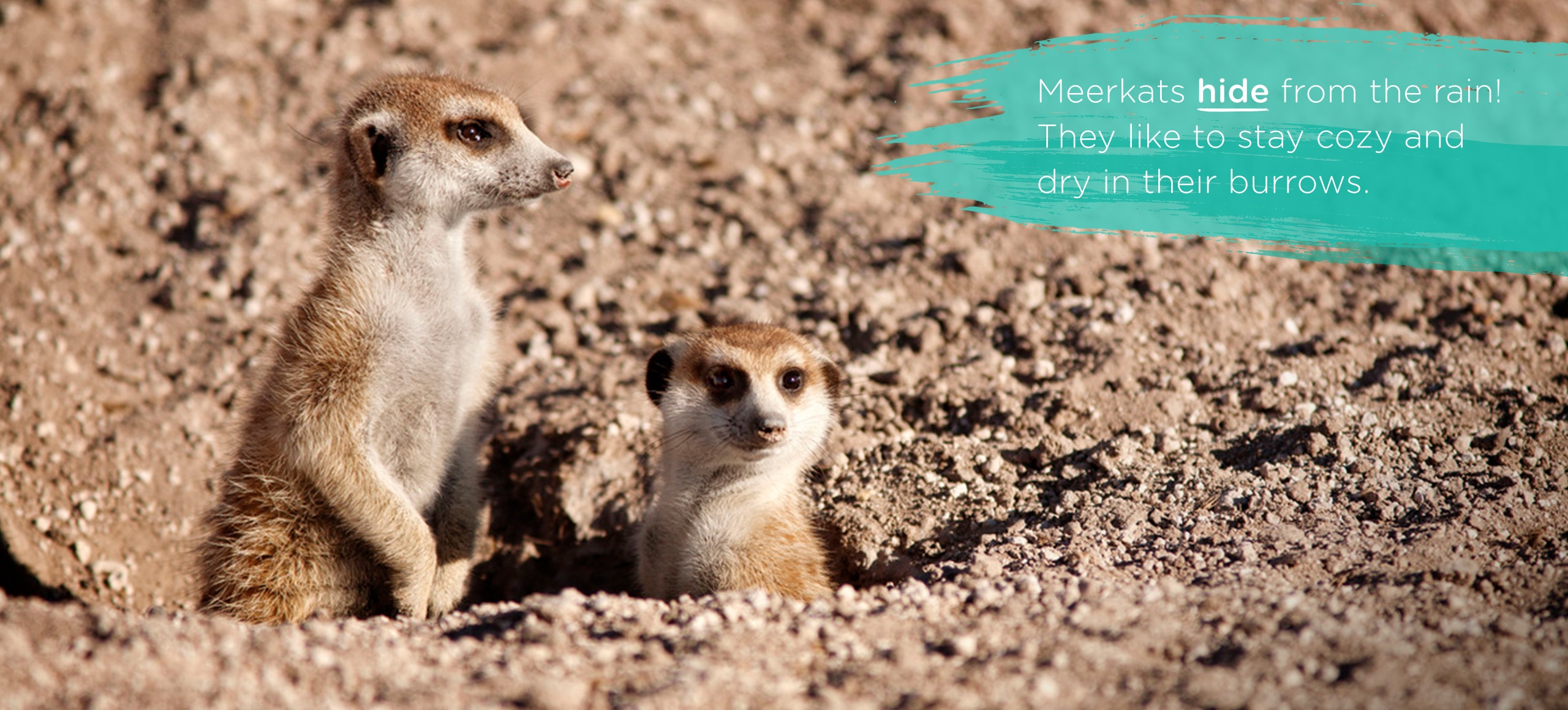 Group of meerkats looking at something in their natural habitat