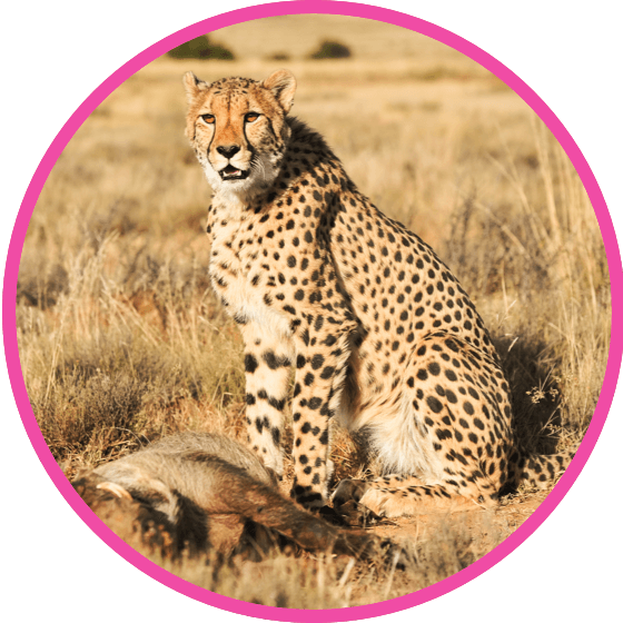 nestle pure life cheetah standing over its prey