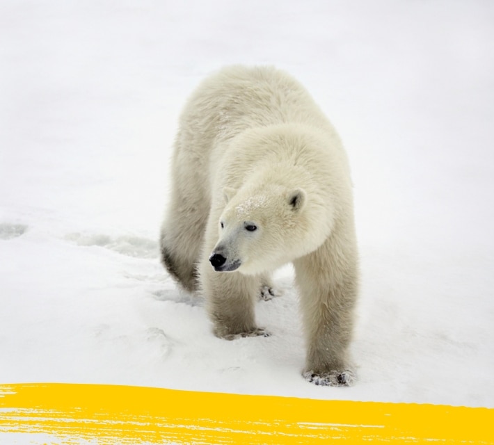 Polar bear walking around in its natural habitat