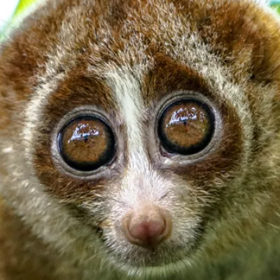 Super slow loris facts!
