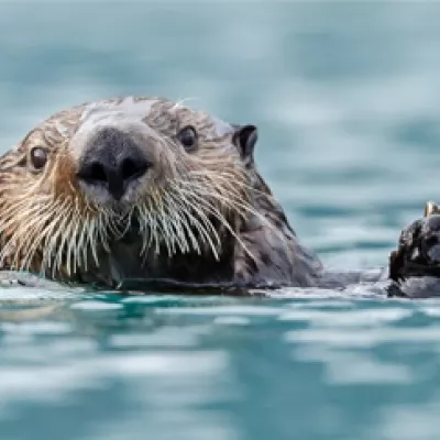 Super sea otters