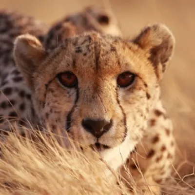 Chase like a cheetah!