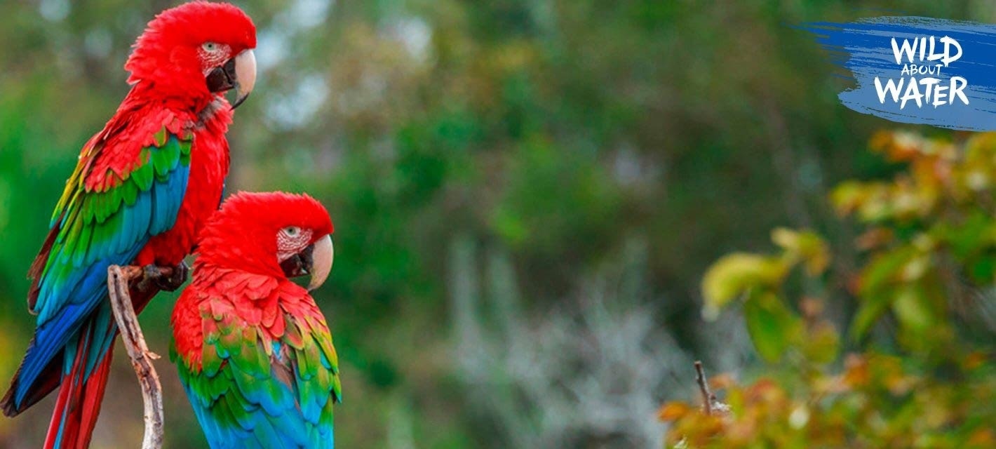 Rain forest animals quiz